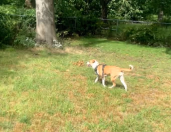 Edgewood Park Dog Run photo 2